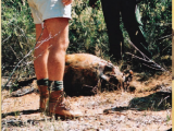 Warthog