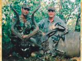 Greater kudu