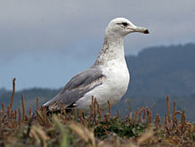 California Gull