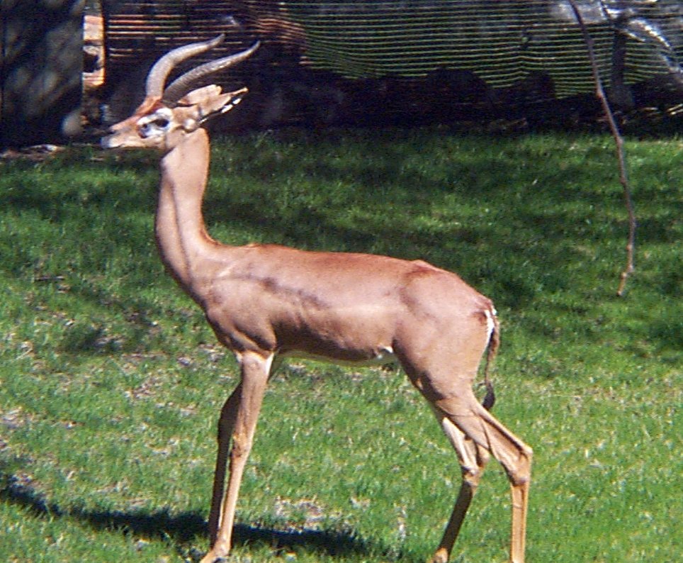 Gerenuk