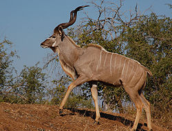 Greater kudu