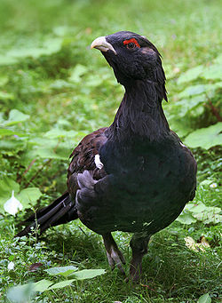 Western Capercaillie