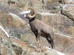 Bighorn sheep