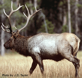 Eastern elk