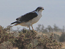 Augur Buzzard