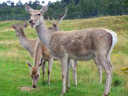 Yarkand deer