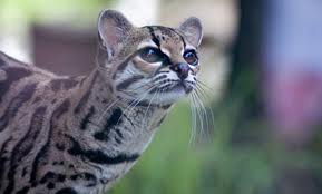 Pantanal cat