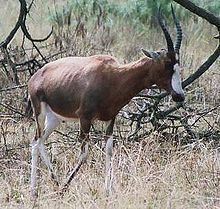 Blesbok