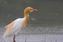 Cattle Egret