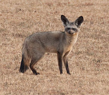 Bat-eared fox