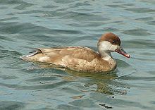 Red-crested Pochard