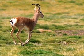 Goa (antelope)