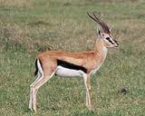 Mongalla gazelle