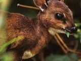 Bates's pygmy antelope