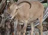 Barbary sheep