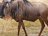 Blue wildebeest