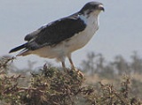 Augur Buzzard