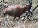 Blesbok