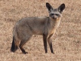 Bat-eared fox