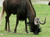 Black wildebeest