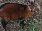 Bay duiker